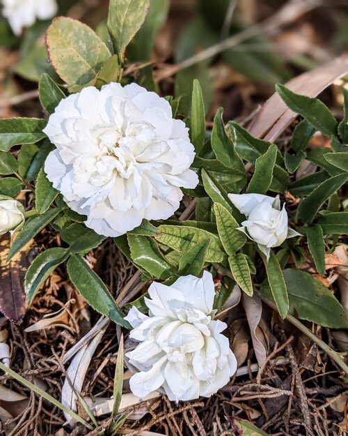 The Purezza Banks' White Rose is a small, white, once-blooming rose. Its canes can grow rapidly and spread very far, so be ready for this one to take up a lot of space!