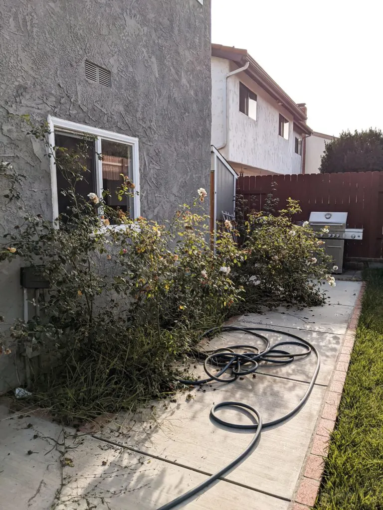 Two overgrown rose bushes tumble from their planter next to a dark gray stucco house