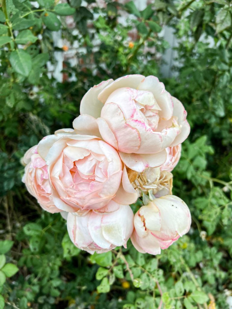 A cluster of pale peach roses with extremely round, globe-like shapes. The petals have darker pink edges. The roses are very far into their bloom and are nearly ready to shatter.