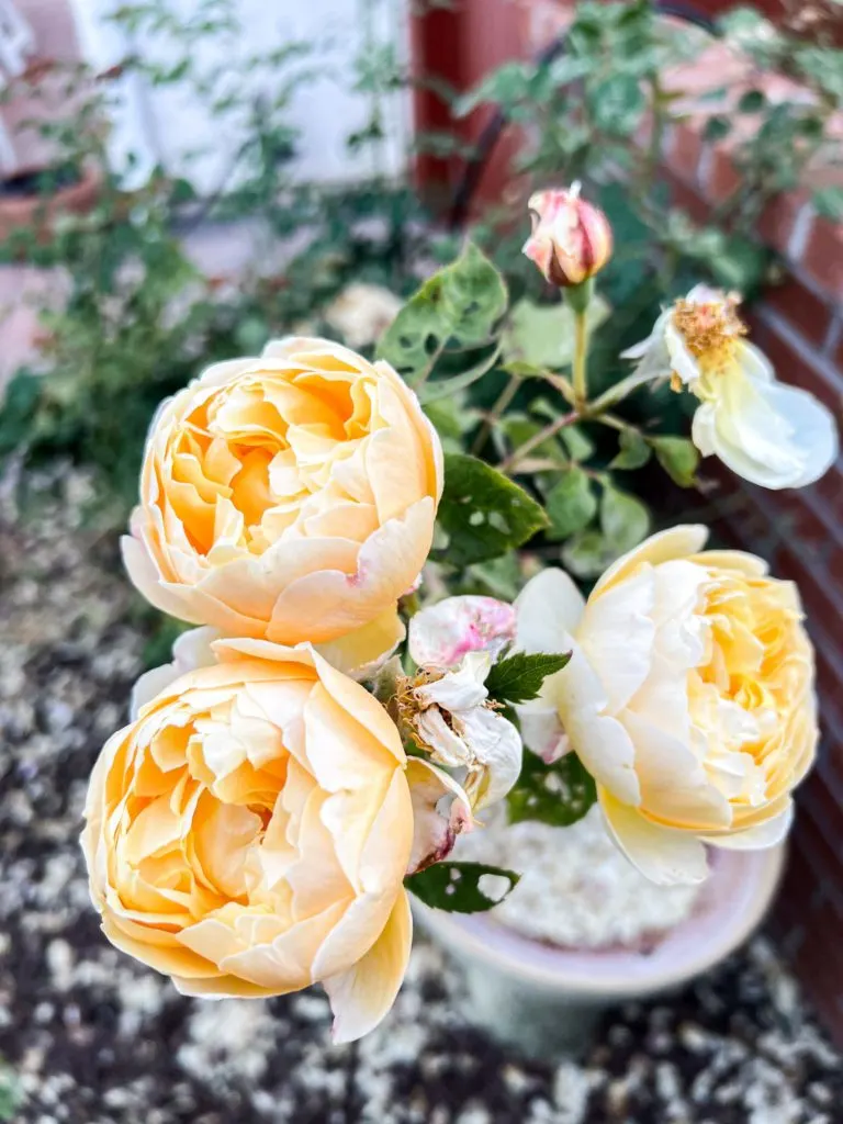 Three yellow roses with full, cupped-shape blooms are in focus at the front of the image. Blurred in the background is the rest of the bush.