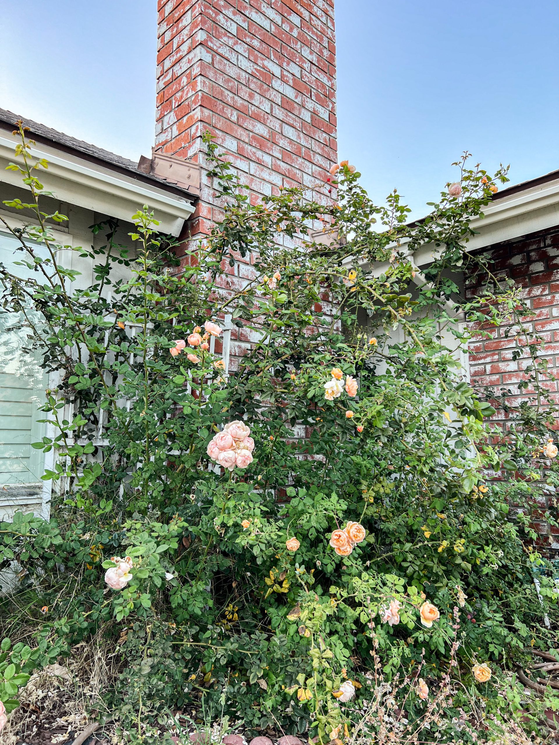 An overgrown climbing rose bush in front of a house with brick siding, a brick chimney, and white trim along the eaves. The rose bush has several clusters of pale peach roses.