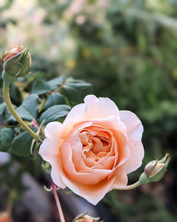 Why Roses Don T Bloom at Lois Parr blog