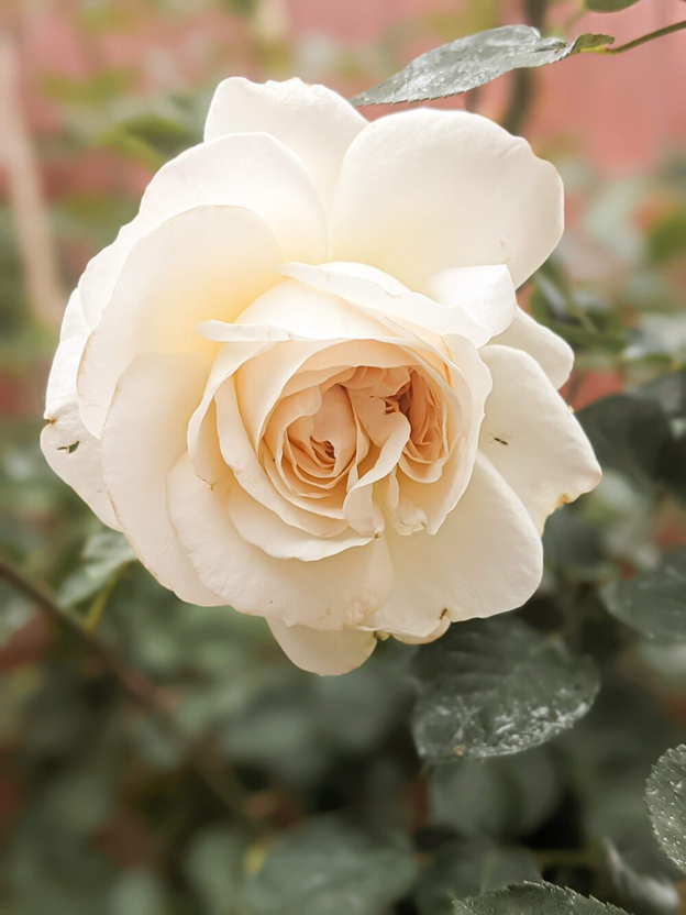 Roses Change Color in Cold Weather A Bee In The