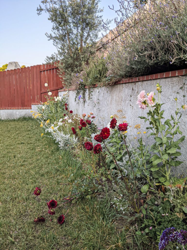 Image of Dusty miller dahlia companion plant