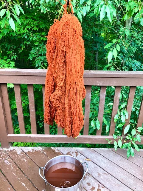 A bundle of naturally dyed yarn fresh out of the dye pot. The yarn has been unskeined into loose loops and hangs above the dye pot so the extra dye can drip back out.