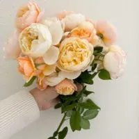 A bouquet of peach, yellow, and cream roses held against a white wall.