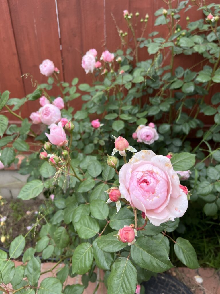 A pink rose with a globe-shaped bloom is in focus in the lower-right corner of the image, while several other blooms open in the background. This rose is called Geoff Hamilton.
