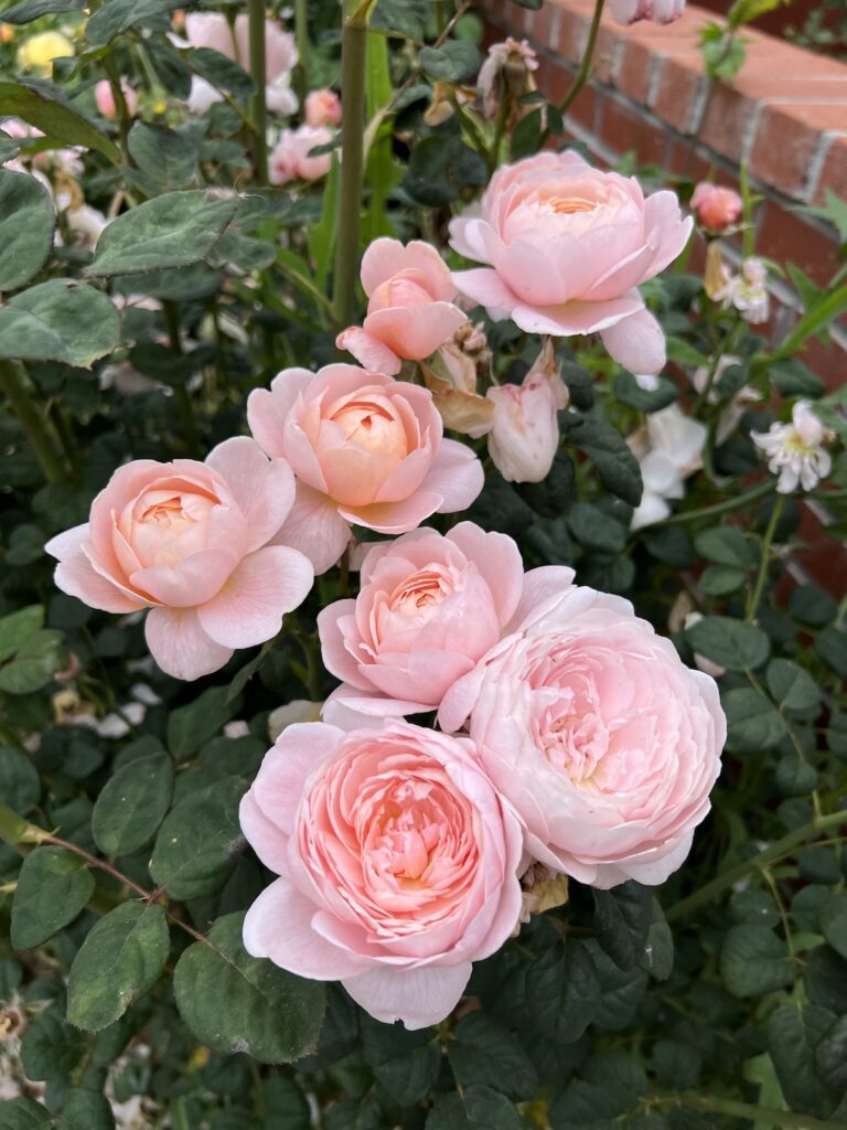 A bunch of pink roses bloom in the sunshine. These roses are called Queen of Sweden.