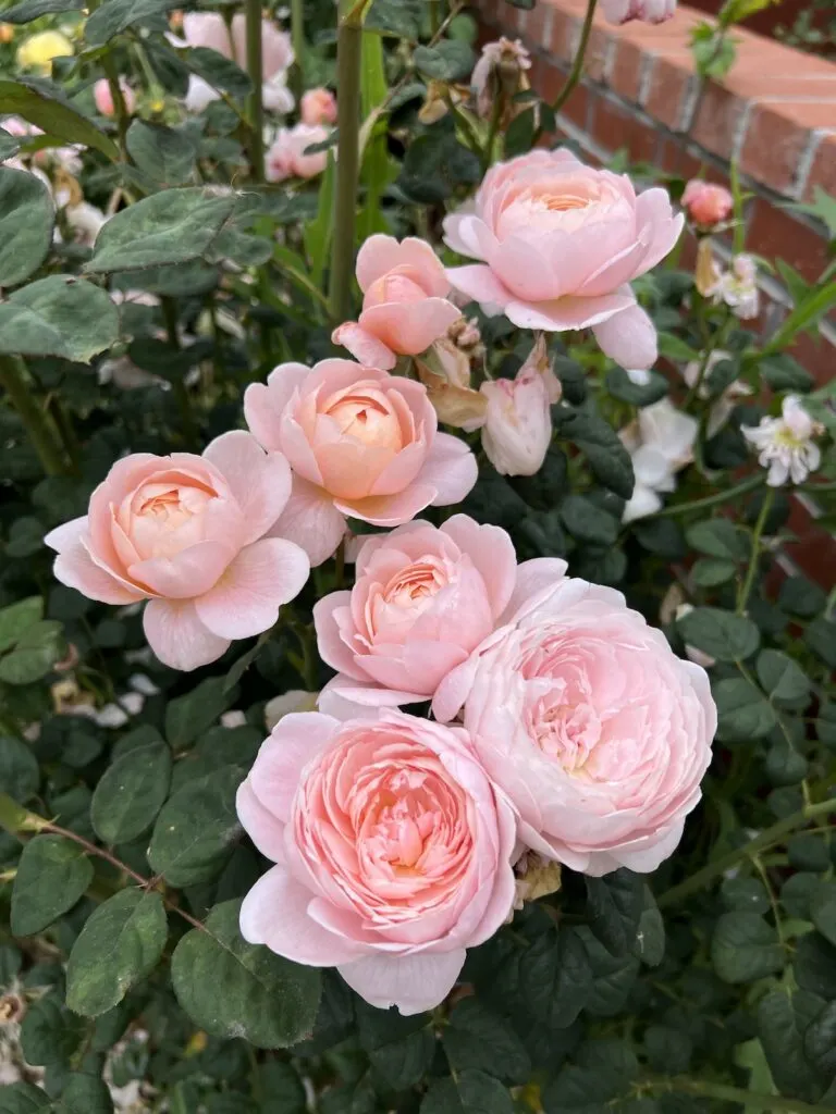A bunch of pink roses bloom in the sunshine. These roses are called Queen of Sweden.