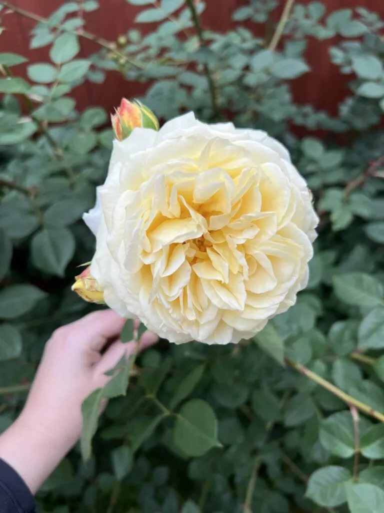 A large, pale yellow rose bloom is in focus in the center of the photo, surrounded by blurred foliage in the background. This rose is called Teasing Georgia.