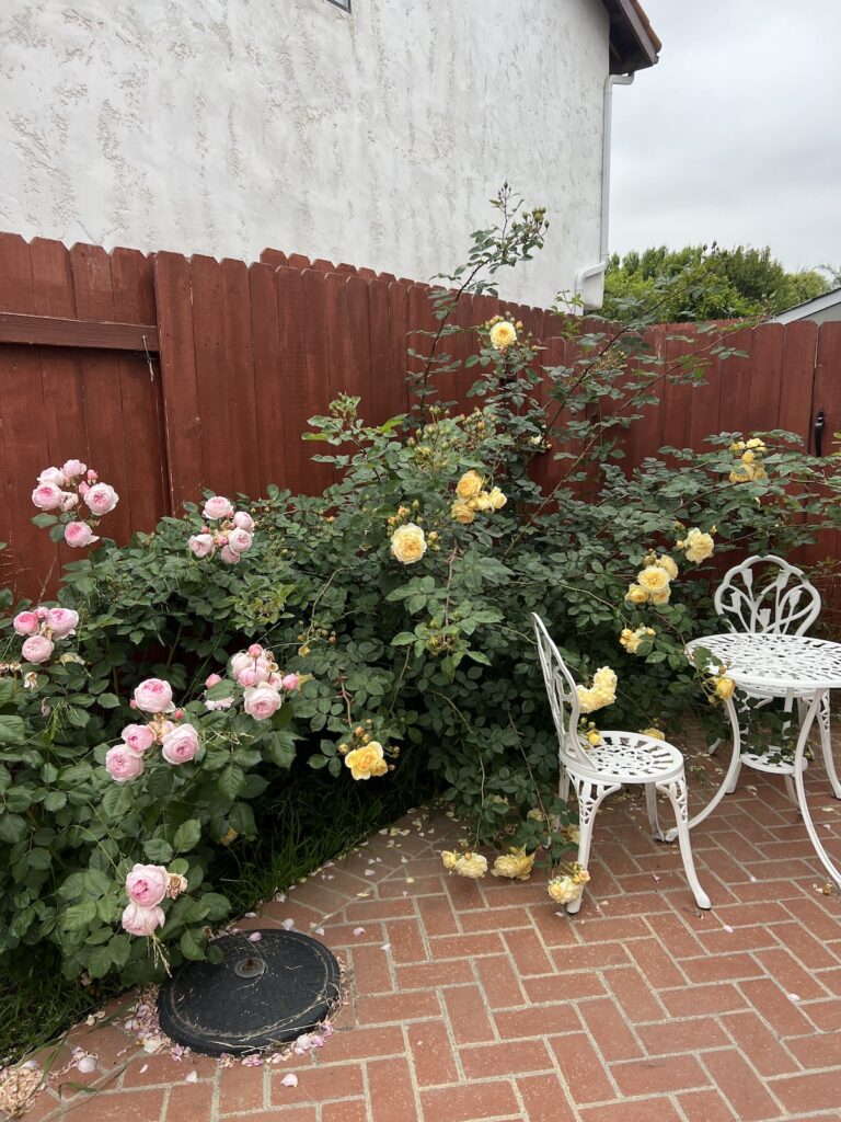 Two large rose bushes full of pink and yellow blooms spill over onto a brick patio. A white wrought iron table and chairs sits off to the side.