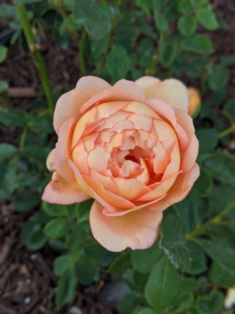 A large, coral-pink rose with a globe shape opens up against a background of deep green foliage. This rose is Lady of Shalott.