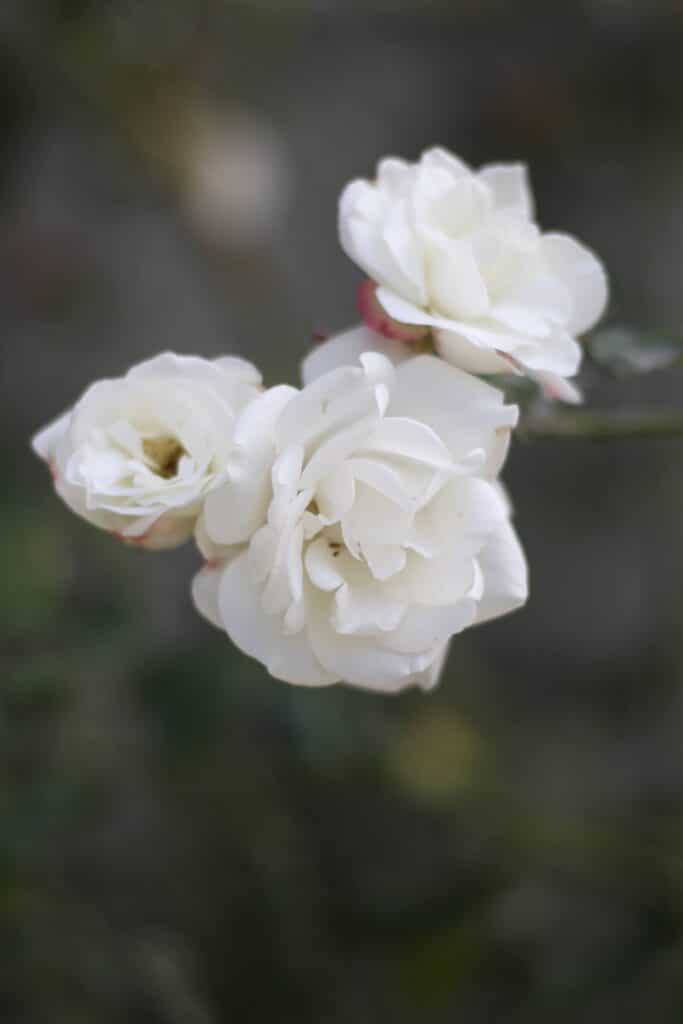 Three small, white roses with just a few petals each open up against a heavily blurred foliage background. These are iceberg roses, an inexpensive, hardy variety that adds extra flowers to your garden quickly and easily.