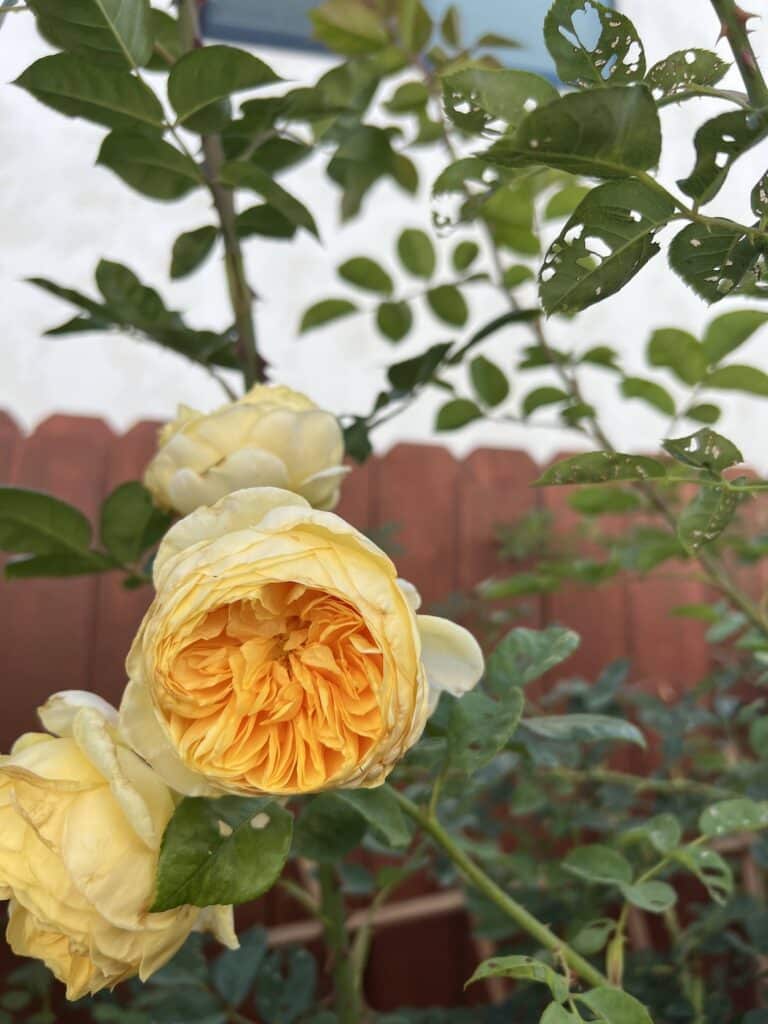 Several medium-sized yellow roses with cup-shaped blooms open up in front of a brown wooden fence and lots of green foliage. This rose is called Teasing Georgia.
