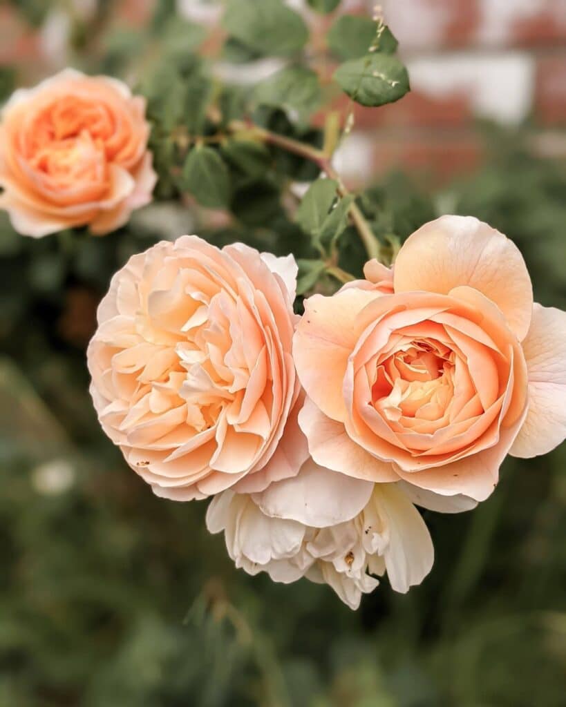Several peach roses with a cup shape open up among lots of green foliage. This roses is Roald Dahl.