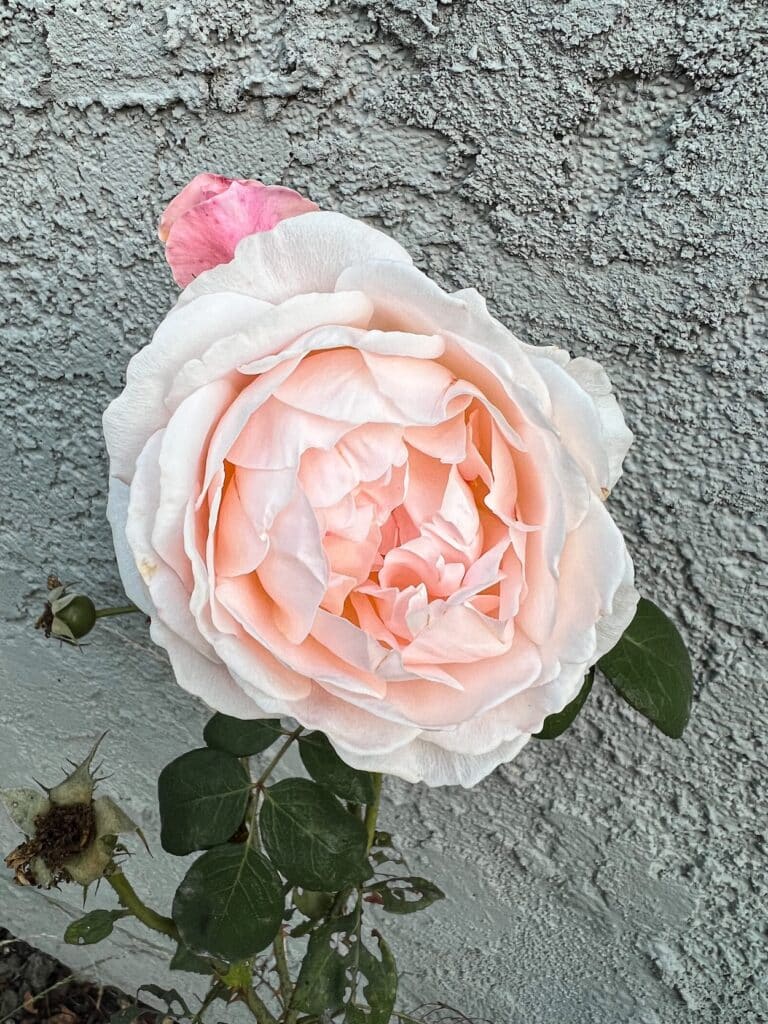 A large, pink rose with a globe shape and hundreds of petals opens up against a gray stucco wall. This rose is called Tamora.