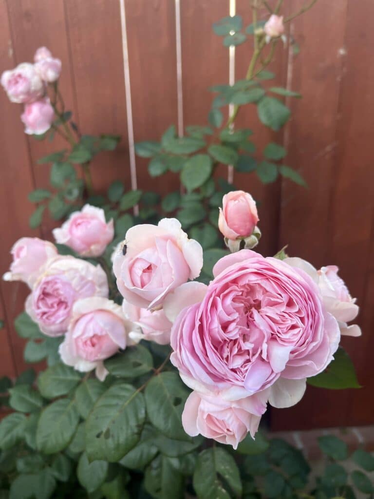 Several vibrant pink roses with an average of 110 petals bloom away in front of a red wood fence. This rose is Geoff Hamilton.