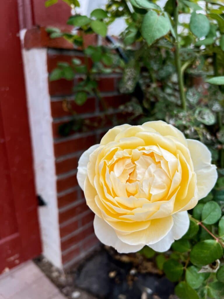 A large, yellow roses with a globe shape opens up in front of some green foliage and a brick wall. This rose is Claire Austin.