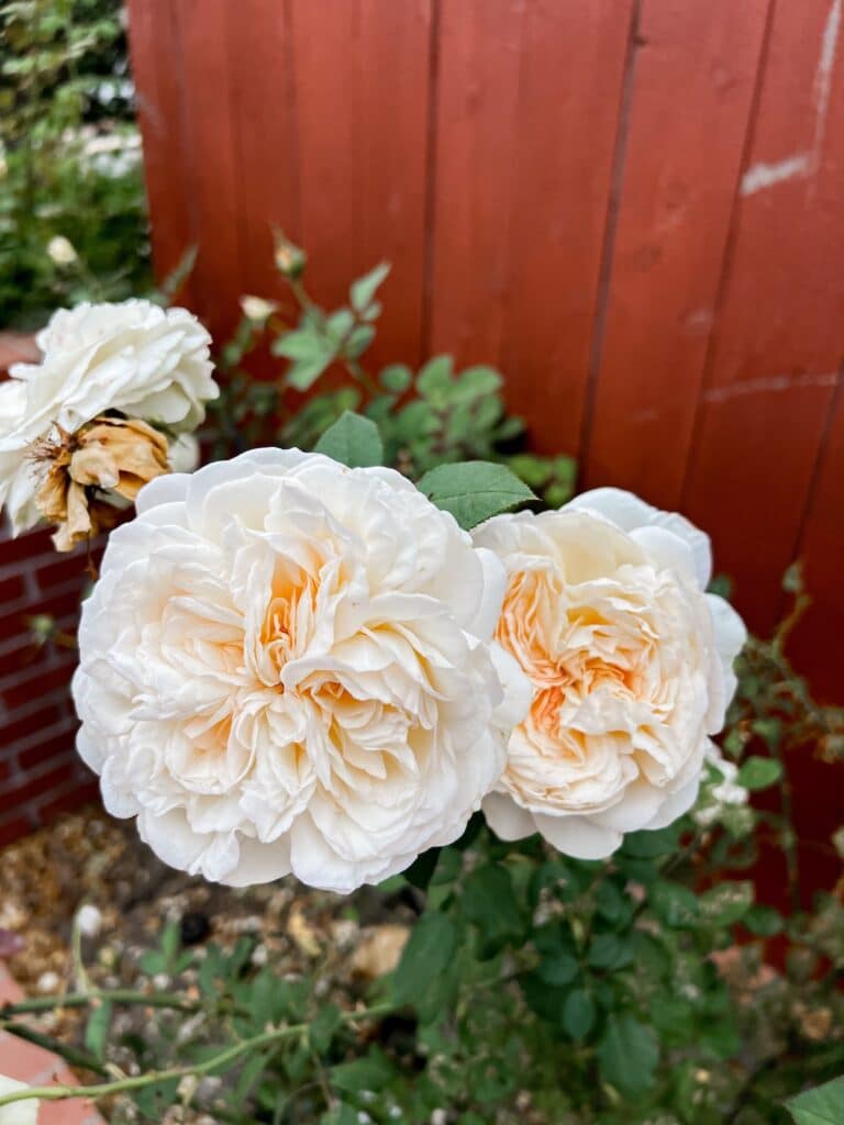Two large, white roses with an unusual multi-lobe shape and dozens of petals open up in front of a brick wall and a red wooden fence. This rose is called Joan Fontaine.