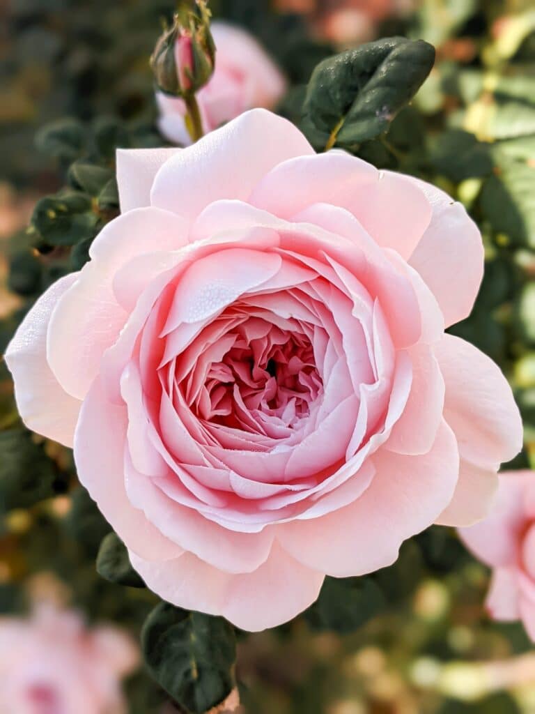 A pink rose with a cup-shaped bloom and around 140 petals blooms and fills nearly the entire picture frame. This rose is called Queen of Sweden.