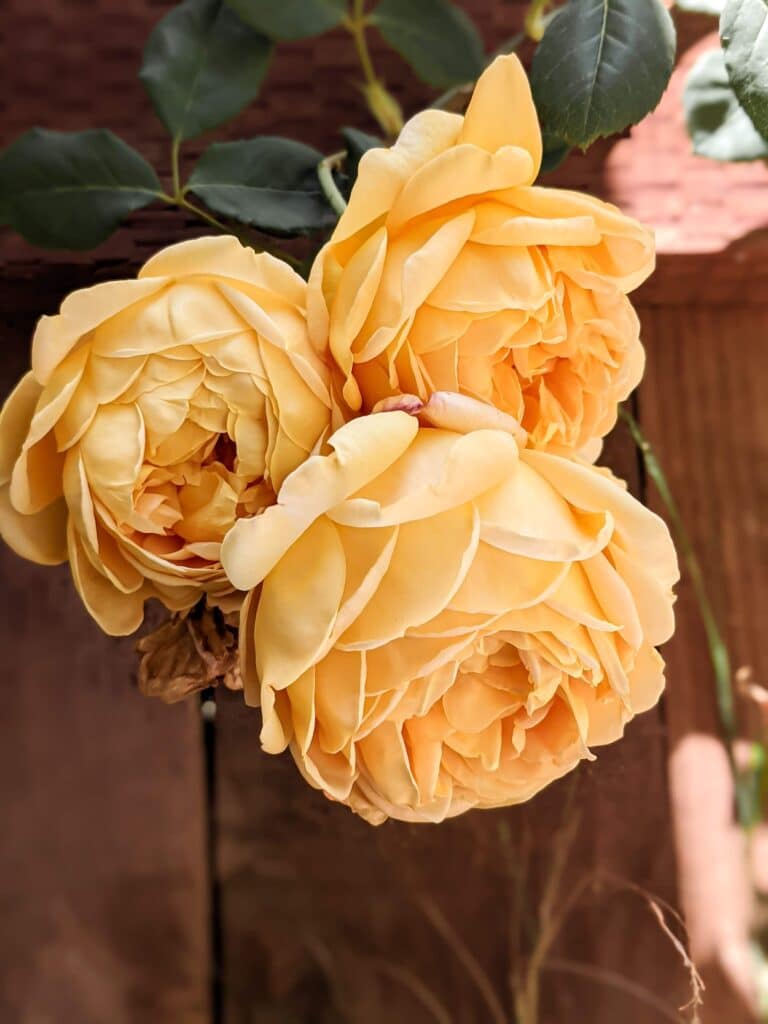 Three very large, deep yellow roses with a globe shape bloom in front of a brown wooden fence. This rose is Golden Celebration.