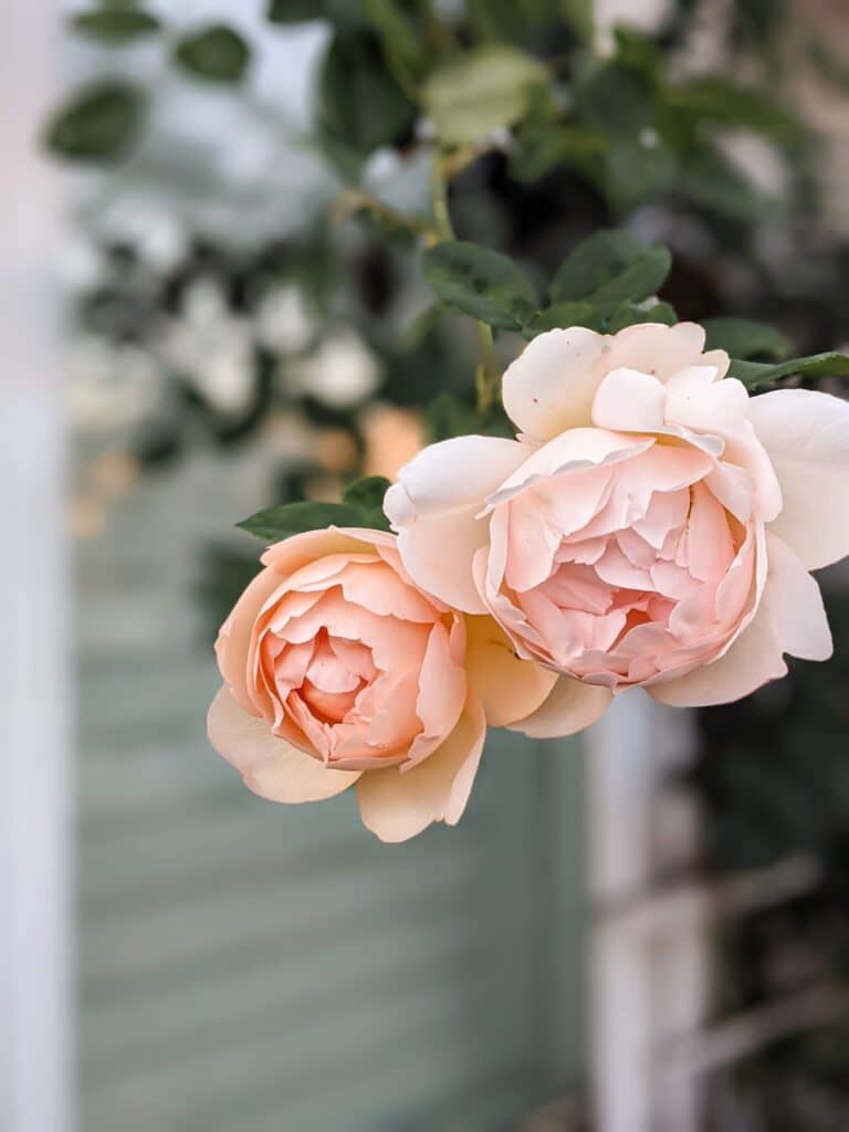 Two roses, one a pale pink and one more peach-colored, bloom in front of a window. They have a globe shape and dozens of petals. These are from the same plant and both are Wollerton Old Hall. The variation in color comes from how long each bloom has been open and exposed to sunlight.