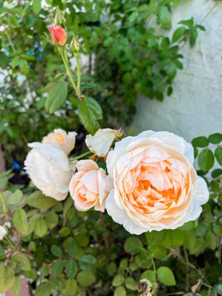 A cluster of pale peach roses with many petals blooms in the center of the photo surrounded by lots of bright greenery.