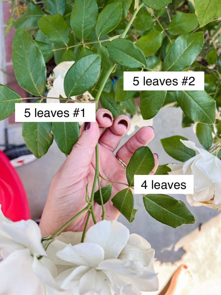 A white woman's hand holds a small branch of a rose bush. Various clusters of leaves are labeled "4 leaves," "5 leaves #1," and "5 leaves #2." This shows where to cut during cooler weather.