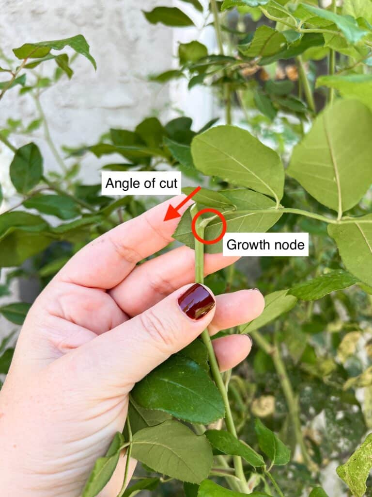 A white woman's left hang holds a freshly trimmed rose bush stem. The photo is annotated to show the growth node and the direction of the cut on the stem away from that growth node.
