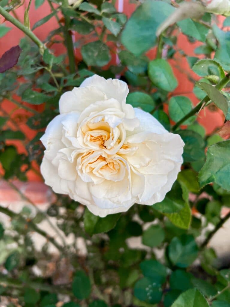 A white rose with many petals blooms in front of a brown wooden fence and lots of lush greenery.